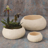 Ceramic Urchin Bowl-Matte White-Small(وعاء من السيراميك- مزخرف - أبيض صغير)