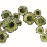 Medium Lily Plate-Green-Small(ديكور حائط زهرة السوسن - أخضر - صغير)